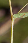 Arrowleaf tearthumb